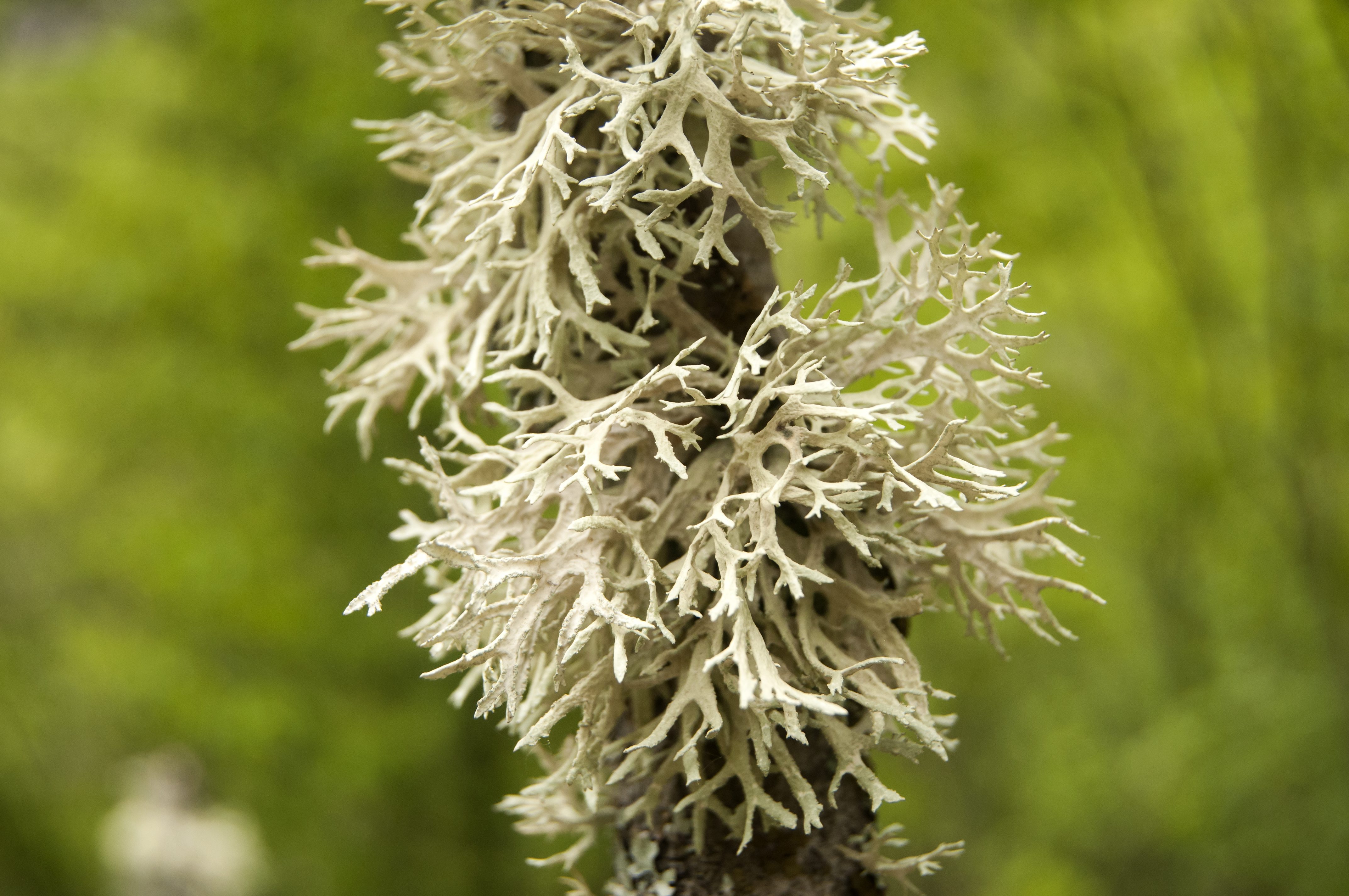 composti presenti nei licheni
